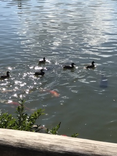 後楽園の生き物