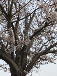 桜